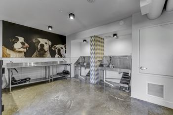 Dog wash and self-service grooming area